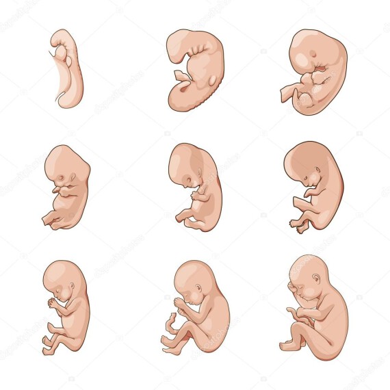 Các giai đoạn phát triển của thai nhi mẹ bầu cần biết