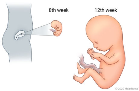 Sự phát triển của thai nhi trong tam cá nguyệt đầu tiên