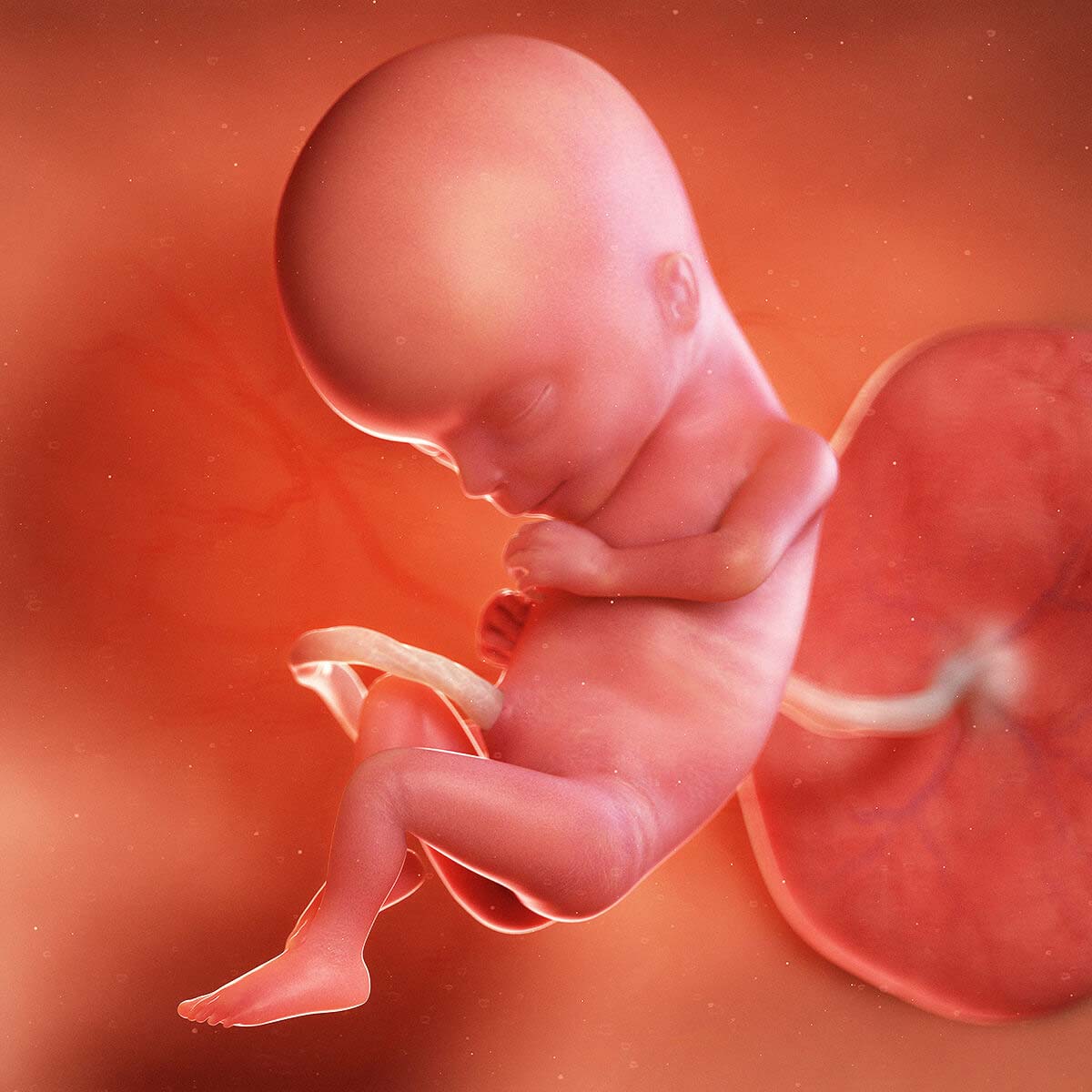 Sự phát triển của thai nhi 15 tuần