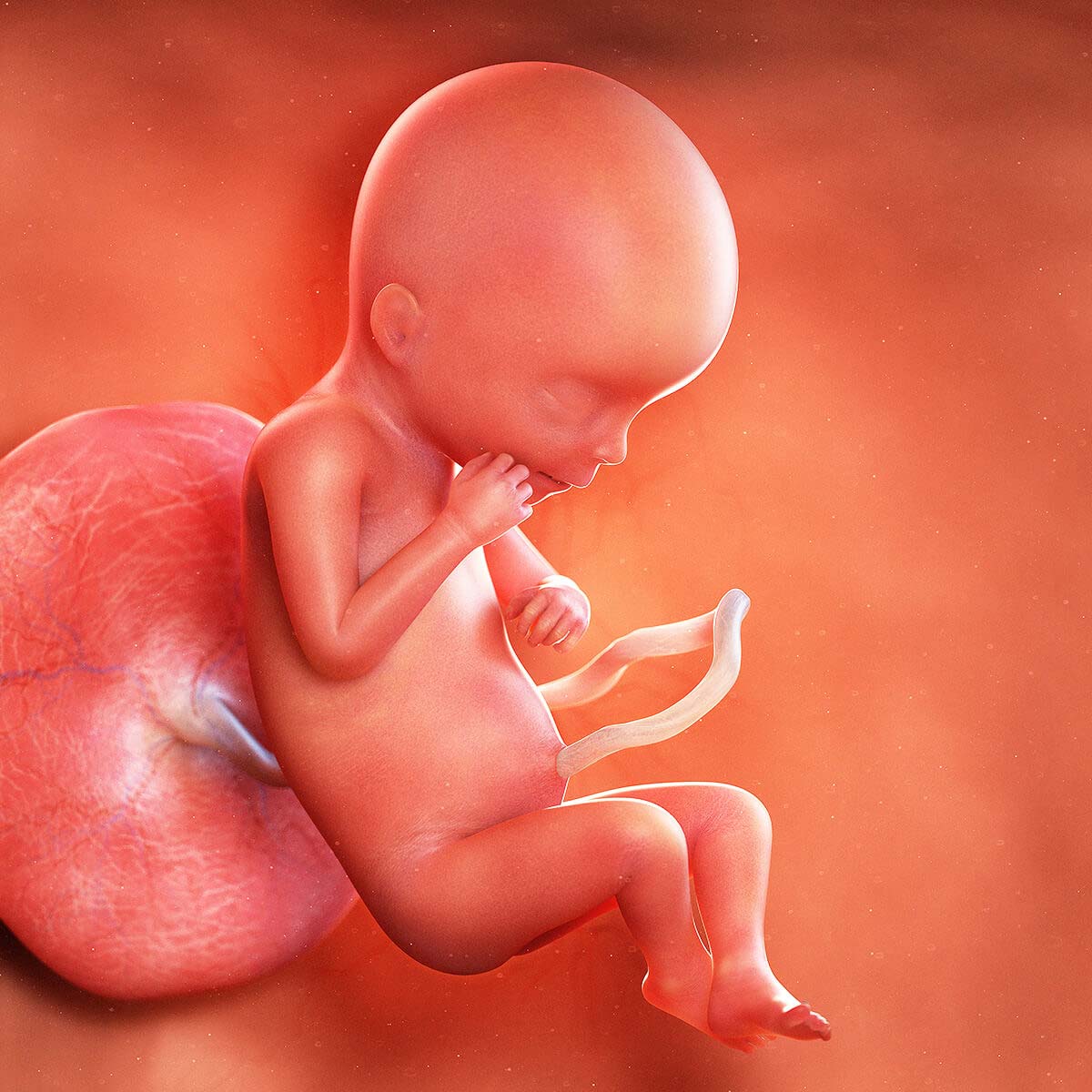 Sự phát triển của thai nhi 19 tuần tuổi