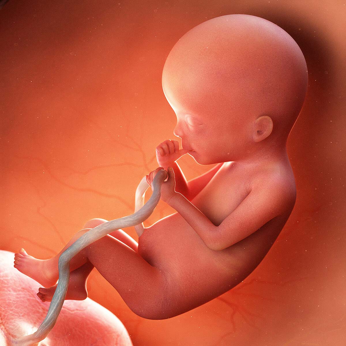 Sự phát triển của thai nhi 20 tuần tuổi