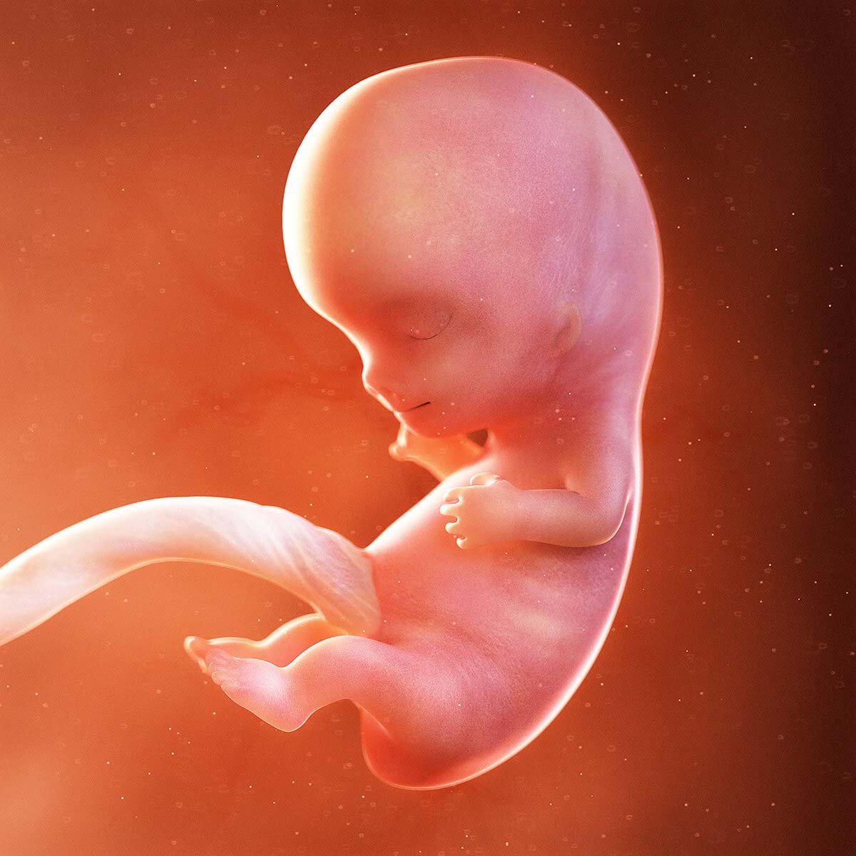 Thai nhi 9 tuần tuổi đã phát triển thành bào thai